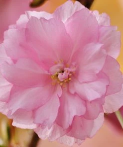 Roots Plants Trees & Shrubs Kurilensis Ruby' Cherry Blossom Tree | Prunus Nipponica