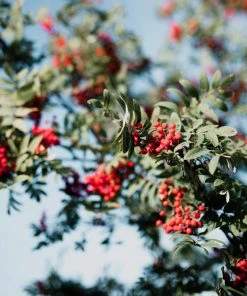 Roots Plants Vilmorinii Rowan Tree | Sorbus