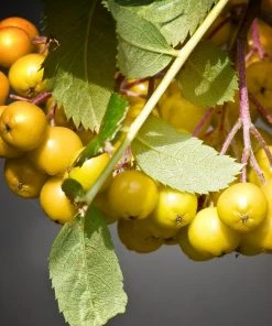 Roots Plants Trees & Shrubs Joseph Rock Rowan Tree | Sorbus