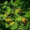 Roots Plants Trees & Shrubs Joseph Rock Rowan Tree | Sorbus