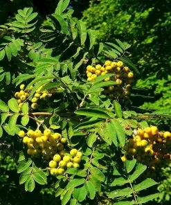Roots Plants Trees & Shrubs Joseph Rock Rowan Tree | Sorbus