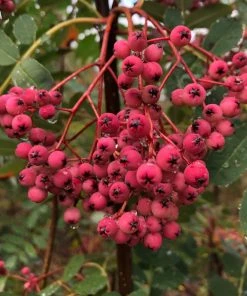 Roots Plants Trees & Shrubs Pink Pagoda Rowan Tree | Sorbus Hupehensis 12 Roots Plants Trees & Shrubs Pink Pagoda Rowan Tree | Sorbus Hupehensis