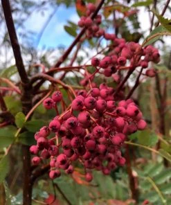 Roots Plants Trees & Shrubs Pink Pagoda Rowan Tree | Sorbus Hupehensis 13 Roots Plants Trees & Shrubs Pink Pagoda Rowan Tree | Sorbus Hupehensis
