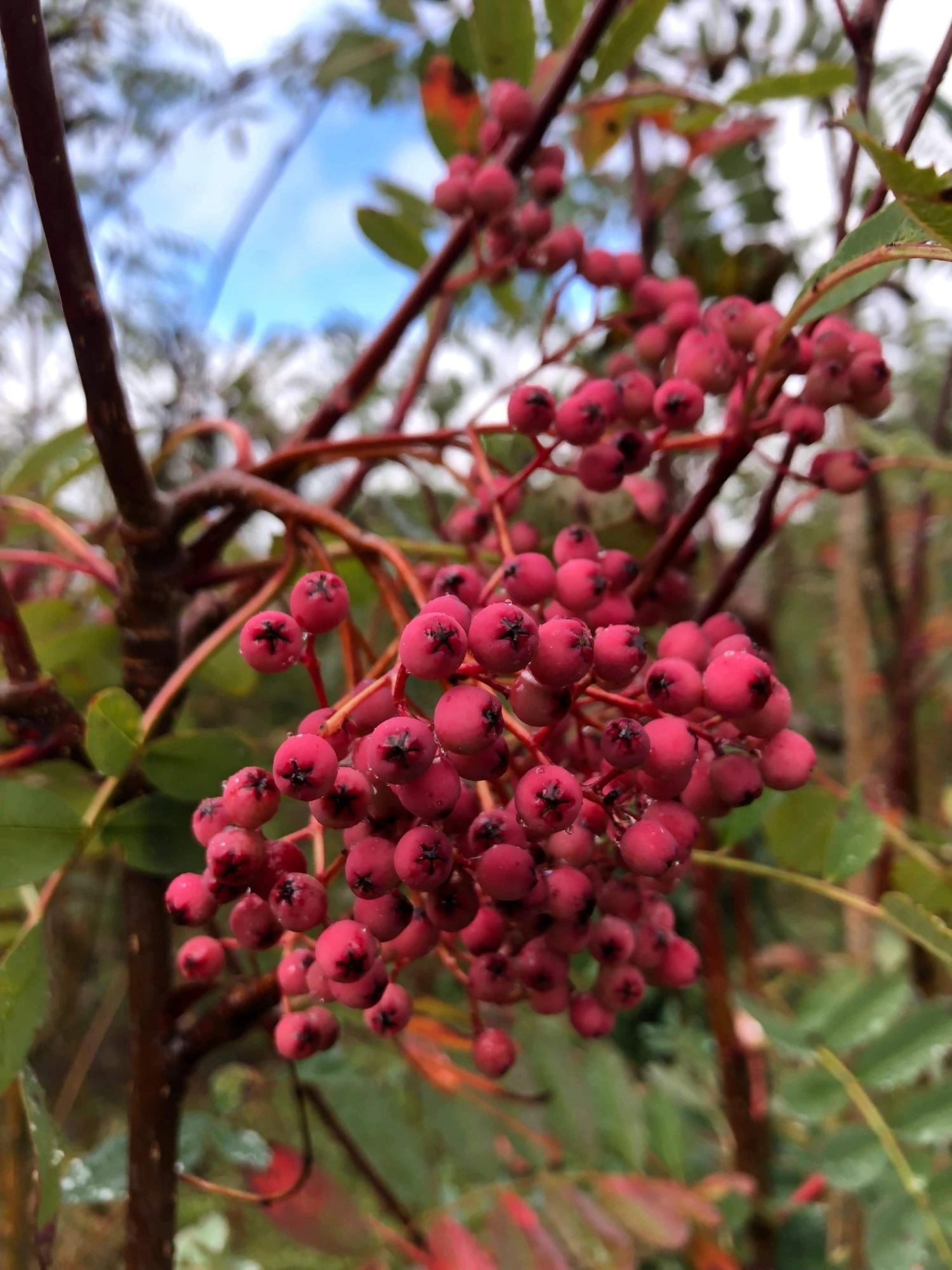 Roots Plants Trees & Shrubs Pink Pagoda Rowan Tree | Sorbus Hupehensis 7 Roots Plants Trees & Shrubs Pink Pagoda Rowan Tree | Sorbus Hupehensis