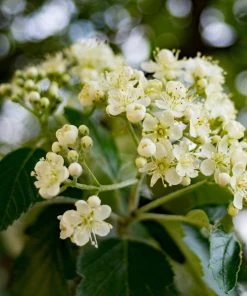 Roots Plants Trees & Shrubs Joseph Rock Rowan Tree | Sorbus