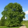 Roots Plants Large-leaved Lime Tree | Tilia Platyphyllos Trees & Shrubs