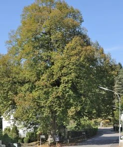 Roots Plants Large-leaved Lime Tree | Tilia Platyphyllos Trees & Shrubs 6 Roots Plants Large-leaved Lime Tree | Tilia Platyphyllos Trees & Shrubs