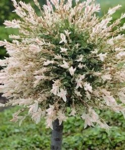 Roots Plants Flamingo Willow | Salix Integra Hakuro Nishiki | 4ft Patio Tree