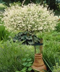 Roots Plants Flamingo Willow | Salix Integra Hakuro Nishiki | 4ft Patio Tree 14 Roots Plants Flamingo Willow | Salix Integra Hakuro Nishiki | 4ft Patio Tree