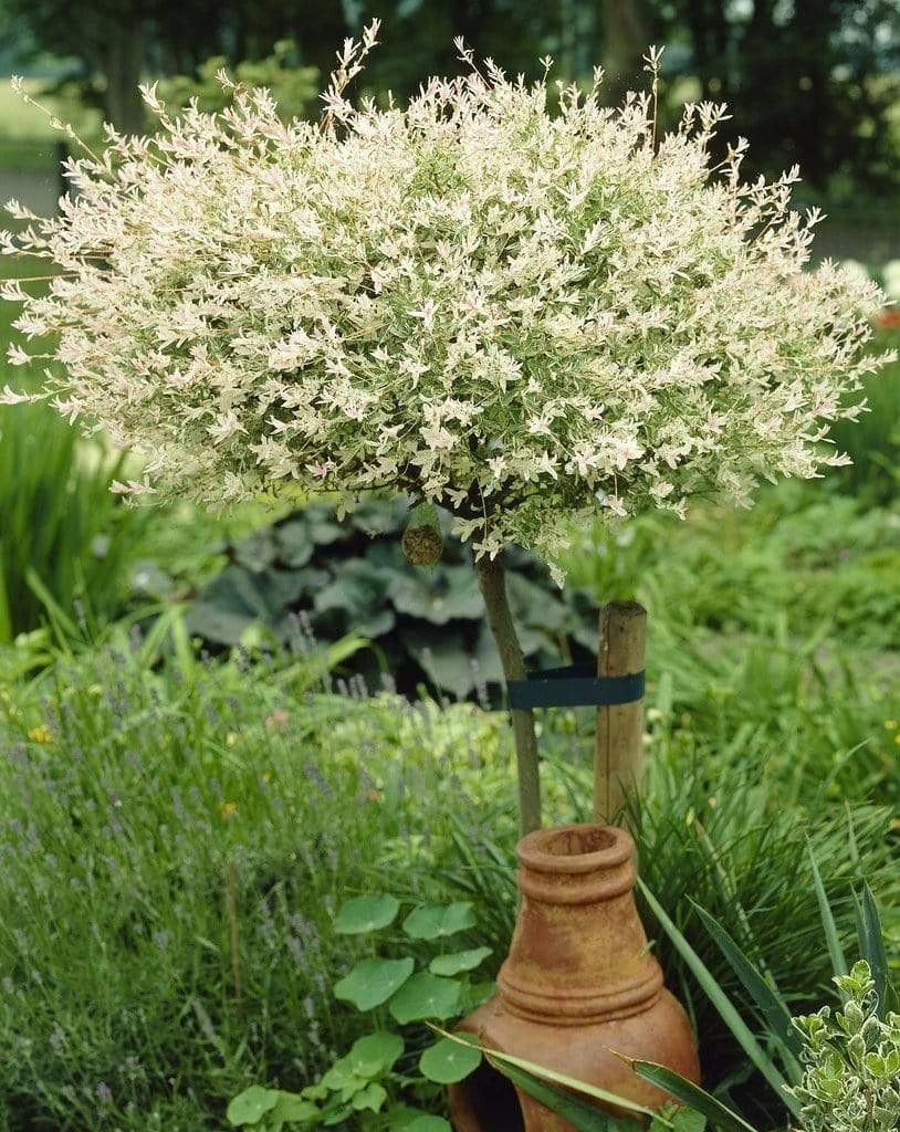 Roots Plants Flamingo Willow | Salix Integra Hakuro Nishiki | 4ft Patio Tree 7 Roots Plants Flamingo Willow | Salix Integra Hakuro Nishiki | 4ft Patio Tree