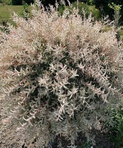 Roots Plants Flamingo Willow | Salix Integra Hakuro Nishiki | 4ft Patio Tree 13 Roots Plants Flamingo Willow | Salix Integra Hakuro Nishiki | 4ft Patio Tree