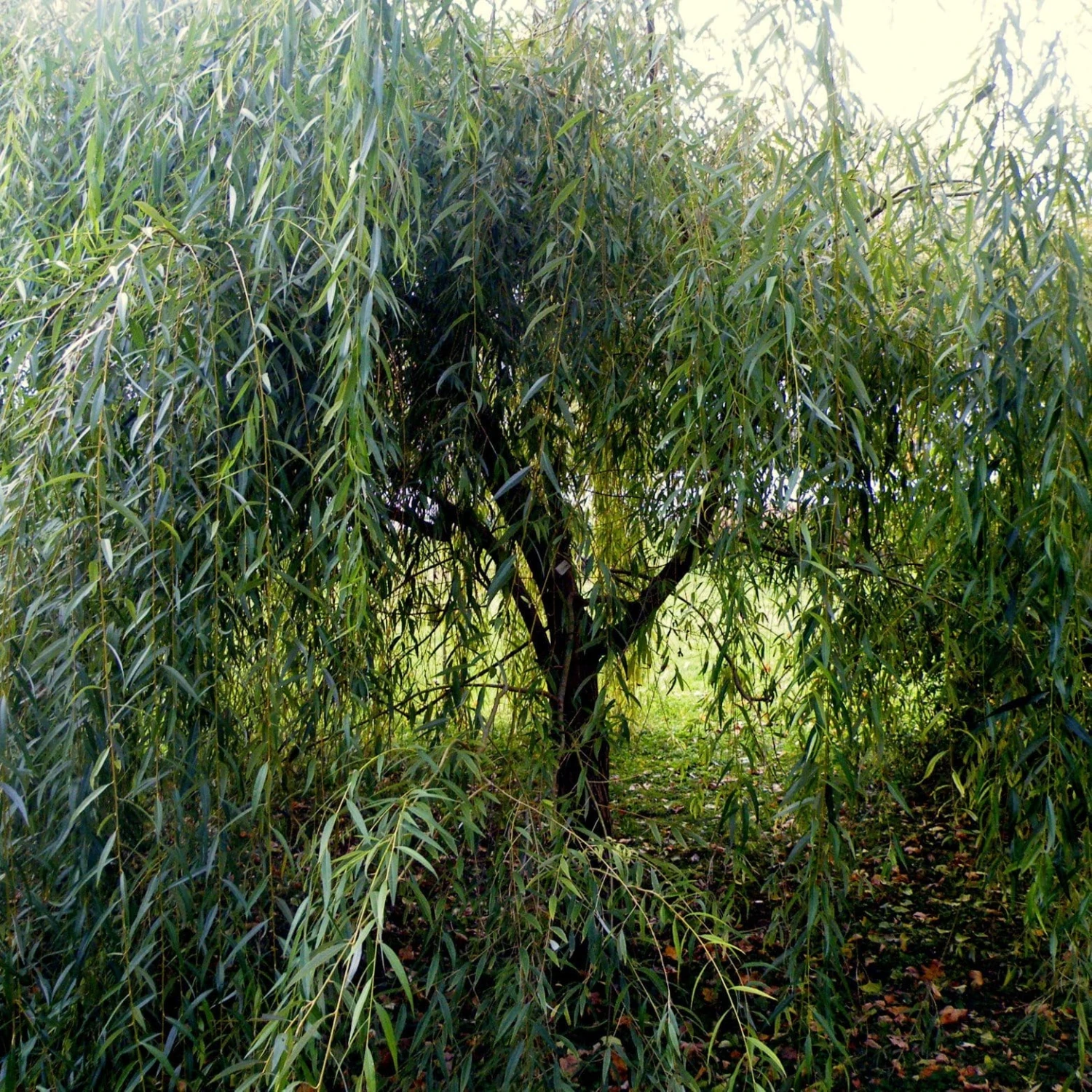 Roots Plants Golden Weeping Willow Tree | Salix Chrysocoma 6 Roots Plants Golden Weeping Willow Tree | Salix Chrysocoma