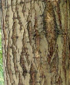 Roots Plants Golden Weeping Willow Tree | Salix Chrysocoma 12 Roots Plants Golden Weeping Willow Tree | Salix Chrysocoma