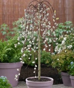 Roots Plants Kilmarnock Dwarf Weeping Willow Tree | Salix Caprea