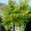 Roots Plants Trees & Shrubs Golden False Acacia | Robinia Pseudoacacia 'Frisia' 2 Roots Plants Trees & Shrubs Golden False Acacia | Robinia Pseudoacacia 'Frisia'