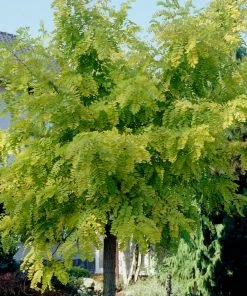 Roots Plants Trees & Shrubs Golden False Acacia | Robinia Pseudoacacia 'Frisia'