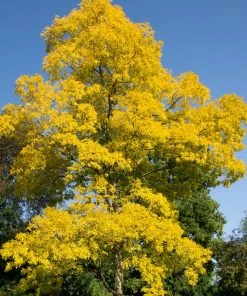 Roots Plants Trees & Shrubs Golden False Acacia | Robinia Pseudoacacia 'Frisia'