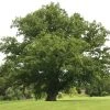 Roots Plants English Oak Tree | Quercus Robur Trees & Shrubs