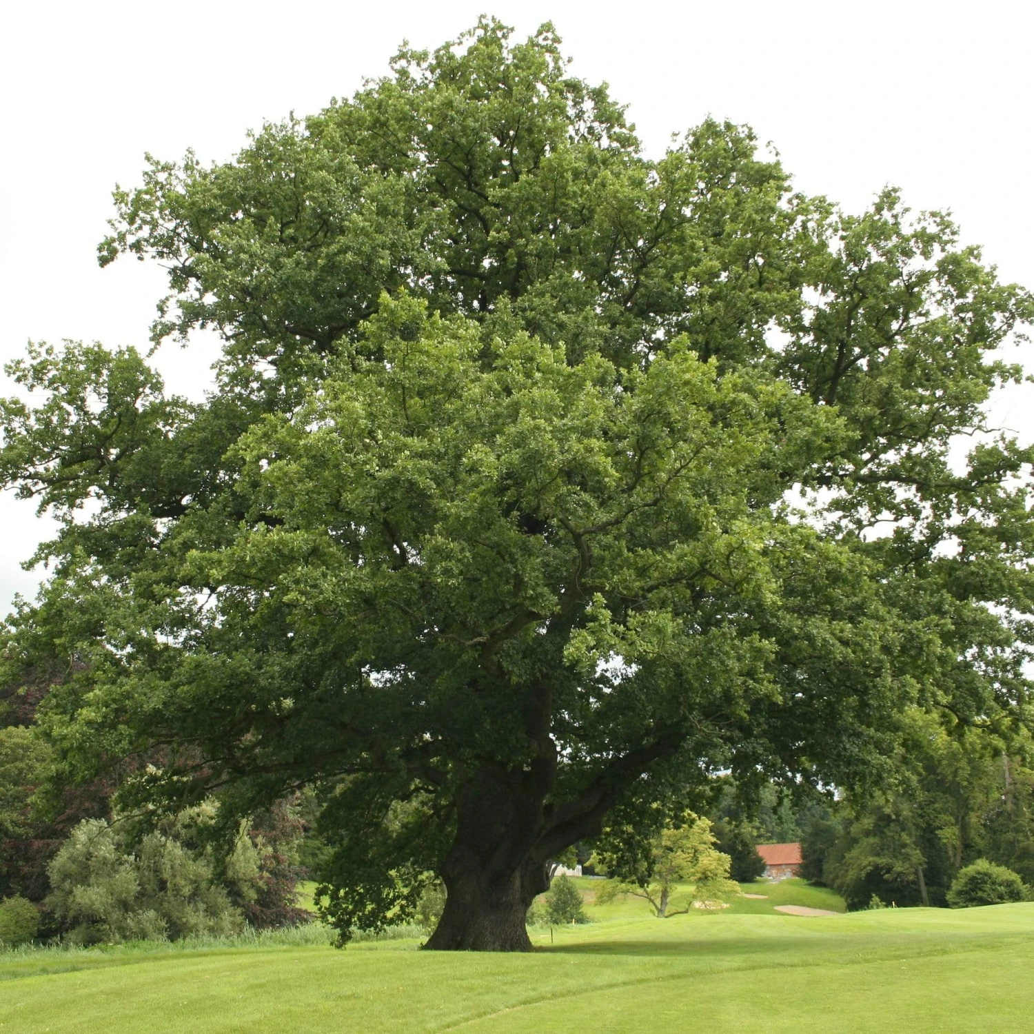 Roots Plants English Oak Tree | Quercus Robur Trees & Shrubs 3 Roots Plants English Oak Tree | Quercus Robur Trees & Shrubs