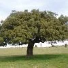 Roots Plants Evergreen Oak Tree | Quercus Ilex