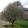 Roots Plants Trees & Shrubs Ornamental Weeping Silver Pear Tree | Pyrus Salicifolia 'Pendula'
