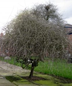 Roots Plants Trees & Shrubs Ornamental Weeping Silver Pear Tree | Pyrus Salicifolia 'Pendula'