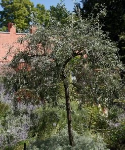 Roots Plants Trees & Shrubs Ornamental Weeping Silver Pear Tree | Pyrus Salicifolia 'Pendula'
