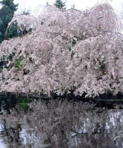 Roots Plants Weeping Yoshino Cherry Blossom Tree | Prunus Yedoensis Trees & Shrubs