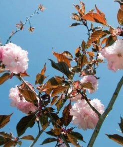 Roots Plants Purple Leaf Cherry Blossom Tree | Prunus Serrulata 'Royal Burgundy' 12 Roots Plants Purple Leaf Cherry Blossom Tree | Prunus Serrulata 'Royal Burgundy'