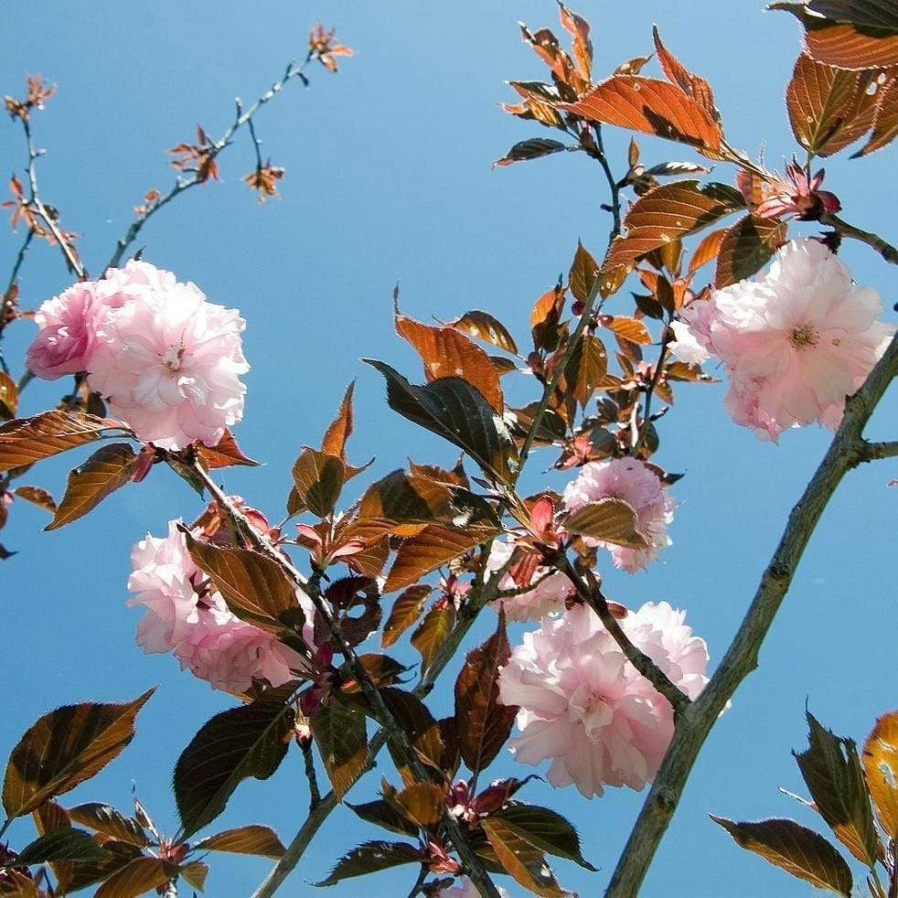 Roots Plants Purple Leaf Cherry Blossom Tree | Prunus Serrulata 'Royal Burgundy' 7 Roots Plants Purple Leaf Cherry Blossom Tree | Prunus Serrulata 'Royal Burgundy'