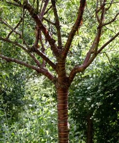 Roots Plants Single Stem Tibetan Cherry Tree | Prunus Serrula