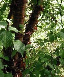 Roots Plants Multi Stem Tibetan Cherry Tree | Prunus Serrula