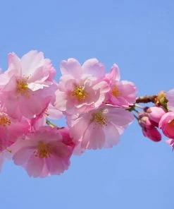 Roots Plants Pink Perfection Cherry Blossom Tree Trees & Shrubs