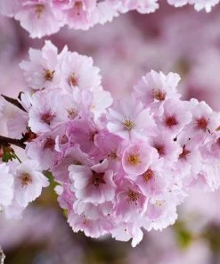 Roots Plants Single Pink Weeping Cherry Blossom Tree | Prunus Pendula Rubra Trees & Shrubs