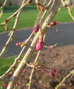 Roots Plants Single Pink Weeping Cherry Blossom Tree | Prunus Pendula Rubra Trees & Shrubs