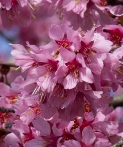 Roots Plants Small Pink Cherry Blossom Tree | Prunus 'Okame' Trees & Shrubs