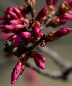 Roots Plants Small Pink Cherry Blossom Tree | Prunus 'Okame' Trees & Shrubs