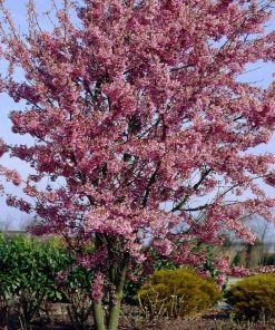Roots Plants Small Pink Cherry Blossom Tree | Prunus 'Okame' Trees & Shrubs