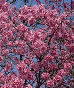 Roots Plants Small Pink Cherry Blossom Tree | Prunus 'Okame' Trees & Shrubs