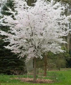 Roots Plants The Bride Cherry Blossom Tree | Prunus Incisa
