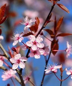 Roots Plants Black Cherry Plum Tree | Prunus Cerasifera 'Nigra'