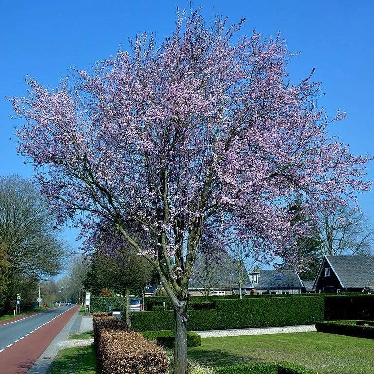 Roots Plants Black Cherry Plum Tree | Prunus Cerasifera 'Nigra' 4 Roots Plants Black Cherry Plum Tree | Prunus Cerasifera 'Nigra'