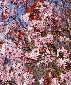 Roots Plants Black Cherry Plum Tree | Prunus Cerasifera 'Nigra' 8 Roots Plants Black Cherry Plum Tree | Prunus Cerasifera 'Nigra'