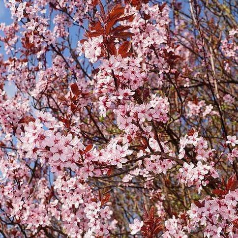 Roots Plants Black Cherry Plum Tree | Prunus Cerasifera 'Nigra' 5 Roots Plants Black Cherry Plum Tree | Prunus Cerasifera 'Nigra'