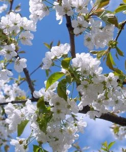 Roots Plants Great White Cherry Blossom Tree | Prunus'Tai-Haku'