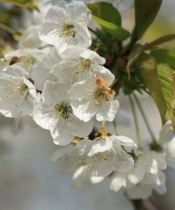 Roots Plants Great White Cherry Blossom Tree | Prunus 'Tai-Haku' 9 Roots Plants Great White Cherry Blossom Tree | Prunus 'Tai-Haku'
