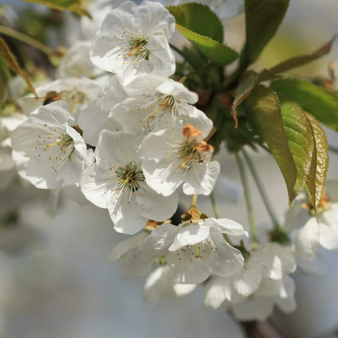 Roots Plants Great White Cherry Blossom Tree | Prunus 'Tai-Haku' 5 Roots Plants Great White Cherry Blossom Tree | Prunus 'Tai-Haku'