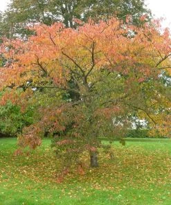 Roots Plants Great White Cherry Blossom Tree | Prunus 'Tai-Haku' 10 Roots Plants Great White Cherry Blossom Tree | Prunus 'Tai-Haku'
