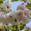 Roots Plants Blushing Bride Cherry Blossom Tree | Prunus 'Shogetsu' Trees & Shrubs 1 Roots Plants Blushing Bride Cherry Blossom Tree | Prunus 'Shogetsu' Trees & Shrubs