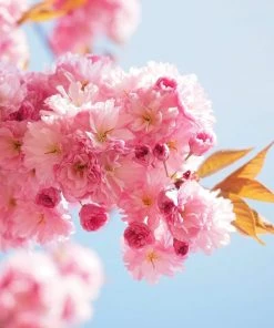 Roots Plants Trees & Shrubs Cheal's Weeping Cherry Blossom Tree | Prunus 'Kiku-Shidare'